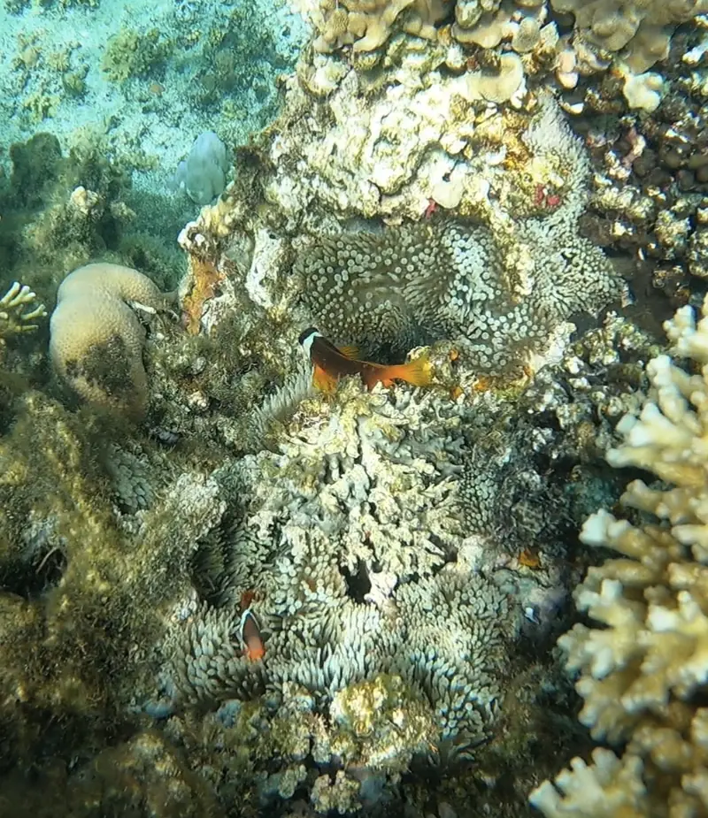 Clownfish in an anemone